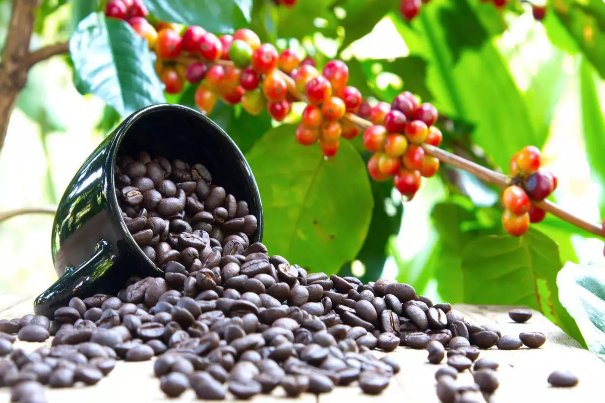روشهای دمآوری قهوه عربیکا کلمبیا سوپریمو