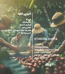 دیتا قهوه عربیکا اتیوپی کافا تک خواستگاه