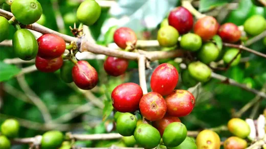 قهوه عربیکا کاتورا