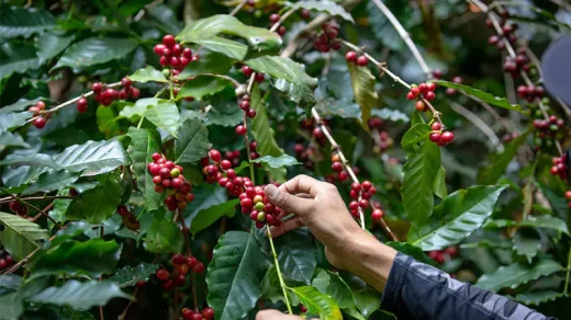 قهوه عربیکا تیپیکا