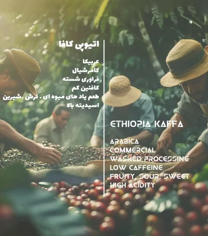 دیتا قهوه عربیکا اتیوپی کافا تک خواستگاه