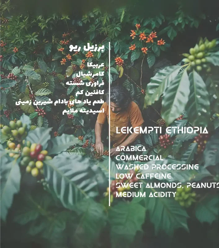 مشخصات قهوه عربیکا برزیل ریو میناس