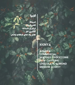 دان قهوه عربیکا کنیا AA دو ا . دیتا