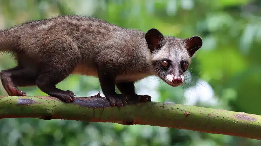 paradoxurus hermaphroditus closeup with natural background