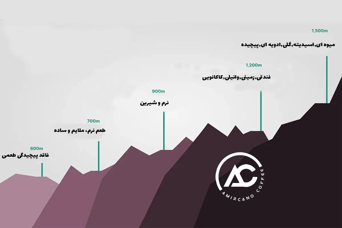 مزارع قهوه در ارتفاعات مختلف سه قاره