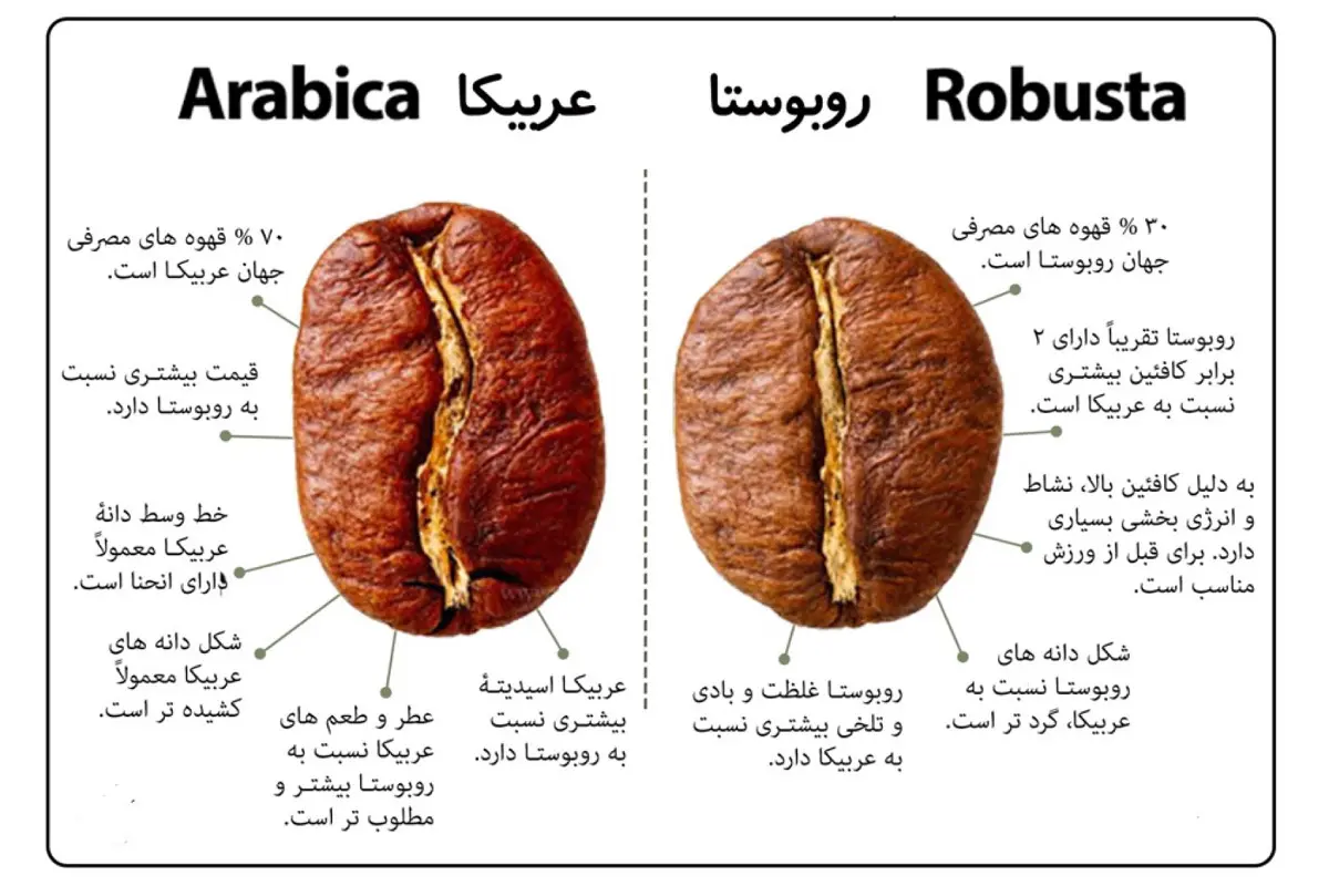قهوه عربیکا و روبوستا برای باریستا