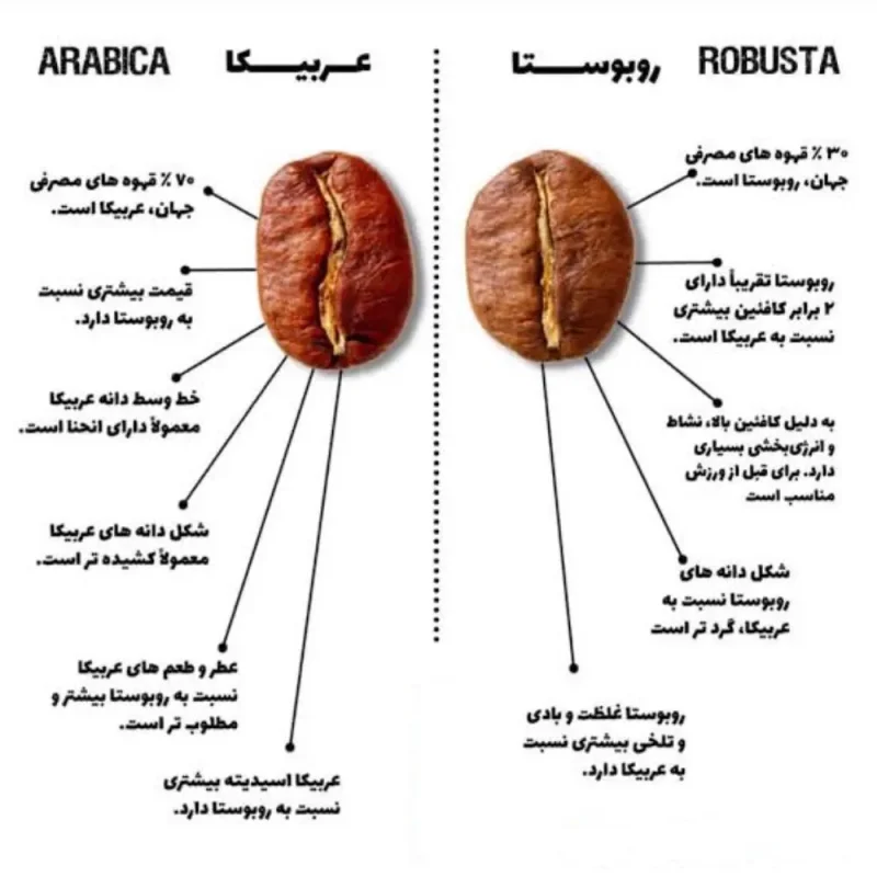 عوامل مؤثر بر طعم قهوه
دانه عربیکا - روبوستا