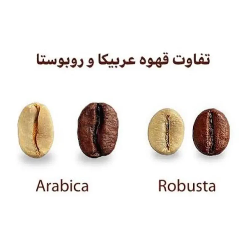 نوع دانه قهوه عربیکا/روبوستا