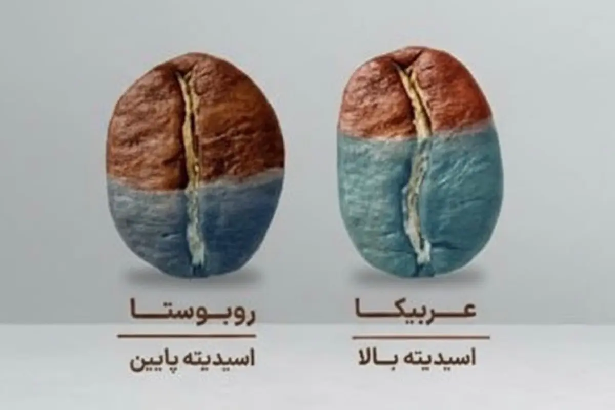 تفاوت اسیدیته قهوه عربیکا و روبوستا