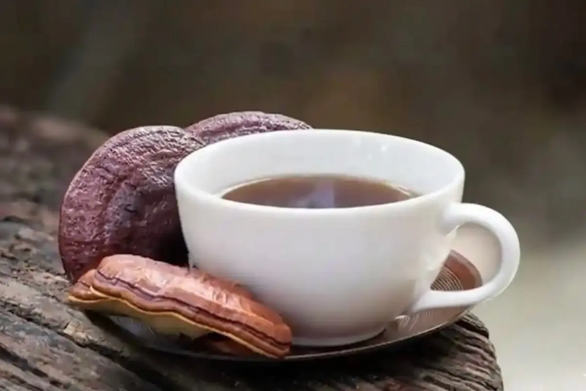 قهوه گانودرما برای خواب و کاهش استرس 