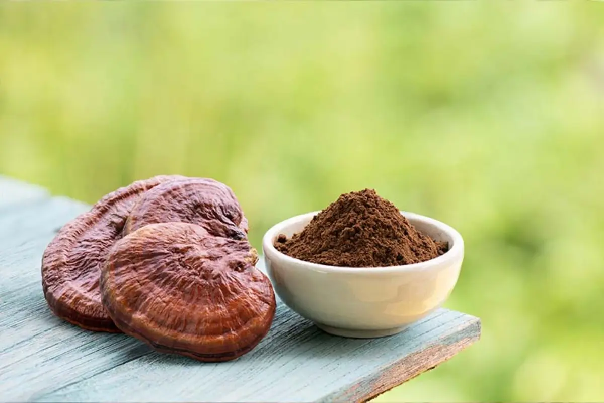 قهوه گانودرما با کافئین کم
